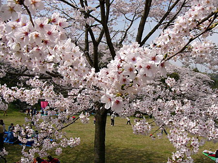 昭和池公園の桜１