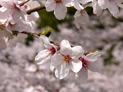 昭和池公園の桜３