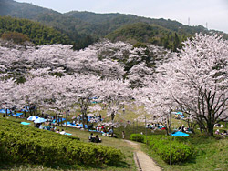 昭和池公園の桜４