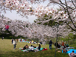 昭和池公園の桜６